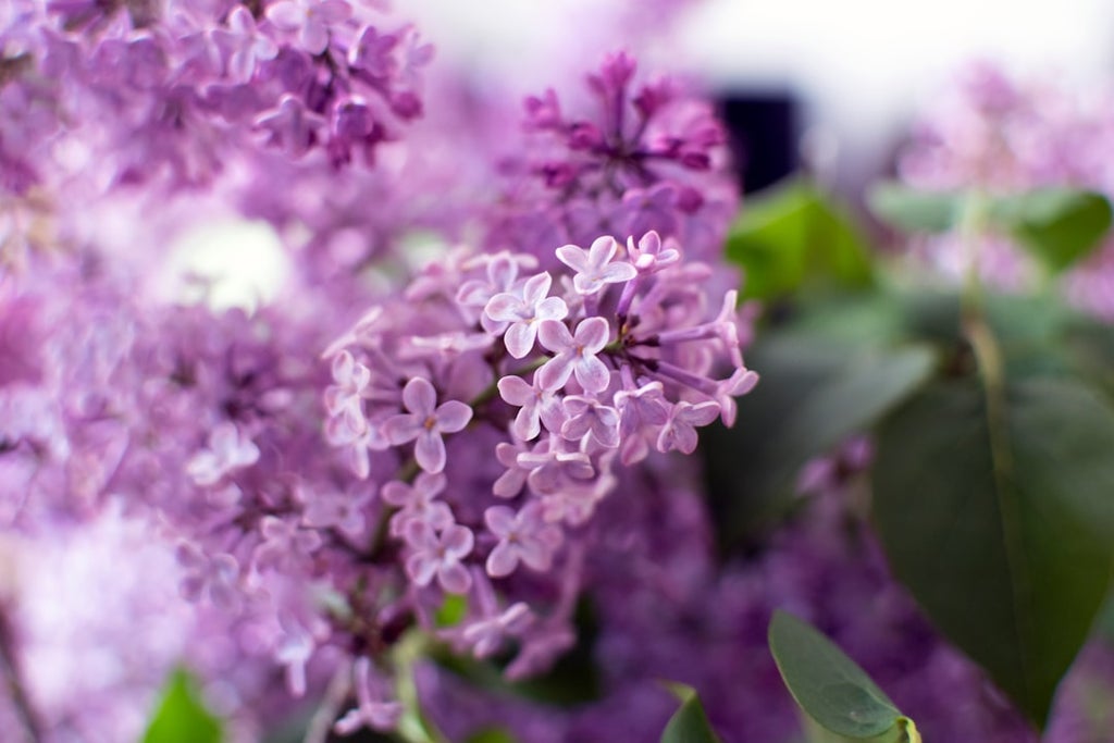 Happy May at Wooly Bully